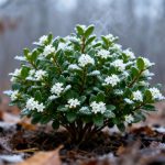 La plante que tout le monde oublie de planter en automne pour un parfum enivrant au coeur de l'hiver 2