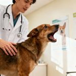 Vétérinaire l'astuce simple et bienveillante pour apprendre à votre chien à se taire sur commande